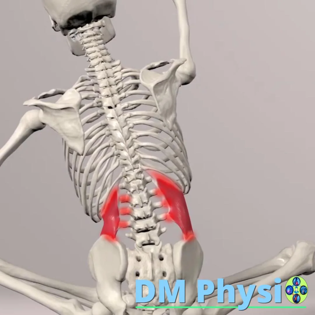 Изображение на квадратния мускул на кръста